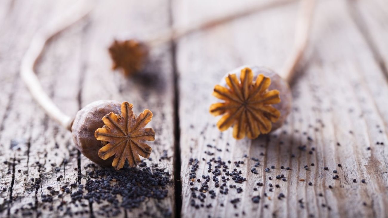 Mak: Nie tylko na święta. Odkryj uniwersalność i korzyści zdrowotne maku