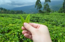 Zakochaj się w uprawie matchy: Tajemnice japońskiego zielonego złota