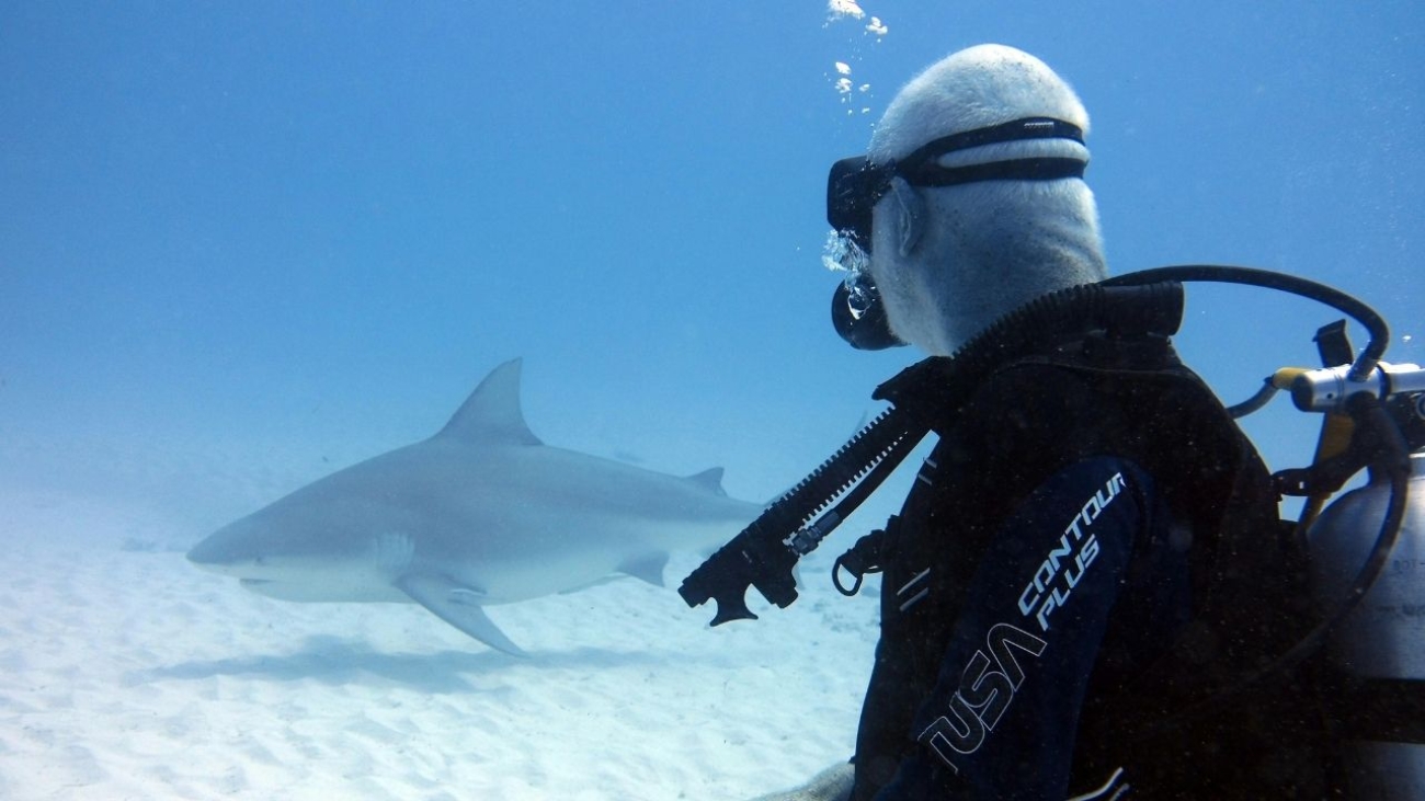 Jakie uprawnienia są potrzebne do udziału w safari nurkowym?