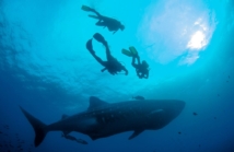 Terminarz sezonu nurkowego na świecie — jak wybrać najlepszy czas?